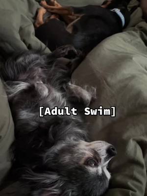 A post by @goblinsneststudios on TikTok caption: Stay cool 😎 #as #adultswim #dogdays #dogdaysofsummer #hotdog #dogsoftiktok #chihuahua #puppy #doggo #dogs