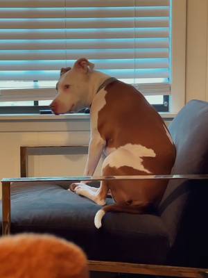 A post by @misfit_dogpack on TikTok caption: Creepin on the neighbors #superspy #goodpoint #summerschool #pitbull #dogtok