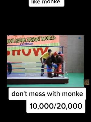 A post by @monke_.fanpage_ on TikTok caption: #monke #monkee #monkey #meandmymonke #🐒 #🦍 #gorilla #tiktokpoll