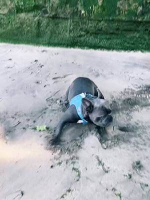 A post by @marleythebluefrenchie on TikTok caption: 😈🤪 #fyp #foryou #foryoupage #dogsoftiktok #gasolina #zoomies