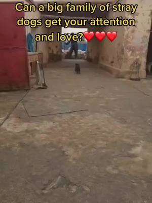 A post by @charlottecolt6 on TikTok caption: l am very happy to help you, let us end wandering with love together❤️❤️#dog #cute #fypシ