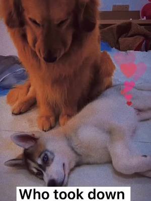 A post by @ddoupet01 on TikTok caption: Do u think?😤#dog #foryou #lovedogs #fpy