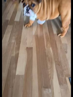 A post by @gaston_english_bulldog on TikTok caption: i think Gaston doesn't really like physical activities 😅 #englishbulldog #bulldog #gastontheenglishbulldog  #englisbulldogtiktok #fyp #viral