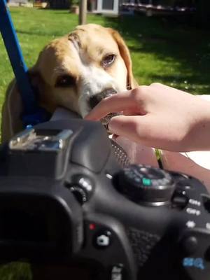 A post by @viiideo._dog on TikTok caption: So machen wir Bilder 🥰 #fy #Fotografie