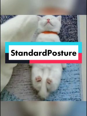 A post by @migrantworker_straycat on TikTok caption: True standard of sleeping posture#funny #funnyvideos #cute #cat #pet