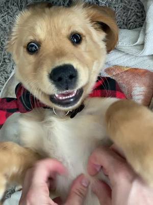 A post by @goldenretriever_chip on TikTok caption: Happy Chip loves his belly scratched #fyp #puppy #dog #goldenretrieverlife #goldenretriever #goldenretrieverpuppy #cute