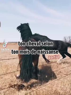 A post by @equestre_edit on TikTok caption: alors ? une partie 2✨#percer #capcut #viral #foryou #pourtoiiii #equitation #fyp #horse #chevauxpassion #foal #chevaux #edit