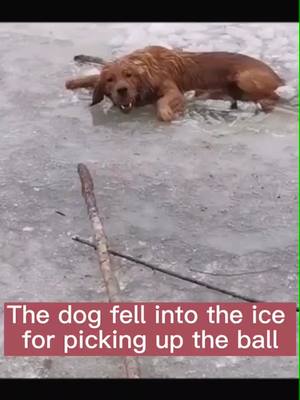 A post by @doglover0171 on TikTok caption: The dog fell into the ice for picking up the ball #dog #pet #bravedog #smartdog #foryou