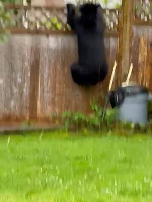 A post by @cindylee0811 on TikTok caption: Backyard visitor today 🐻 Just passin through 😉 #Coquitlam #Canada_life🇨🇦 #bear #foryou #foryoupage