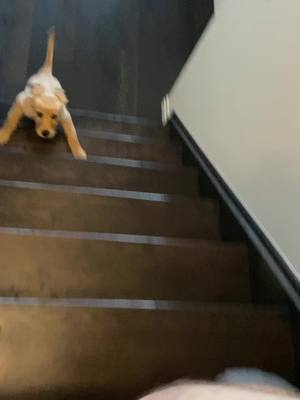 A post by @goldenretriever_chip on TikTok caption: Learning to climb the stairs be like… #fyp #puppy #dog #goldenretrieverlife #goldenretriever #goldenretrieverpuppy #cute