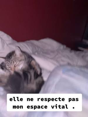 A post by @kenza.dollz on TikTok caption: c’est SON lit carrément #pourtoi #chat #viral #drole