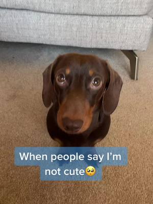 A post by @stanleydachshund1 on TikTok caption: I am #dachshund #dachshundsoftiktok #dogsoftiktok #fyp #foryou #foryoupage