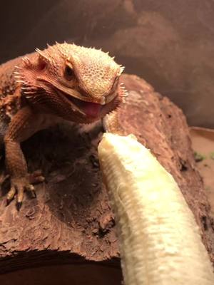 A post by @emerald_city_axolotls on TikTok caption: When someone waves their banana in your face. #foryoupage #banana #beardeddragon