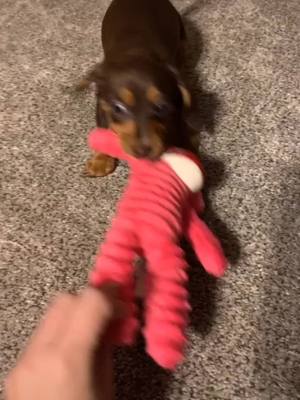 A post by @rosie_mks on TikTok caption: #fyp #weinerdogsoftiktok #dachshundsoftiktok