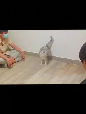 A post by @ragdollooooo on TikTok caption: #pet #cat #kitty #funny #foryou