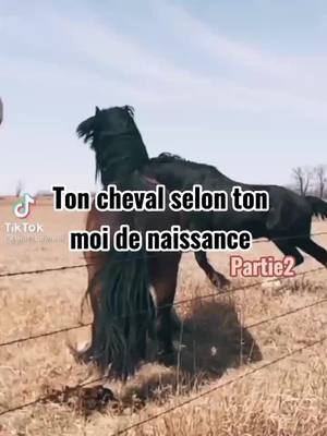 A post by @equestre_edit on TikTok caption: Partie2 ✨fin#chevaux🐴❤️ #percer #viral #foryou #pourtoiiii #fyp #chevaux #foal #chevauxpassion #horse #equitation #capcut #edit #partie2 #fin