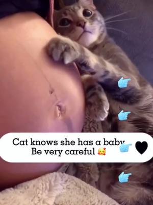 A post by @pet10066 on TikTok caption: Cutest little kitty🥰🥰🥰#cat #baby #kitty #foryou #fyp #petlover