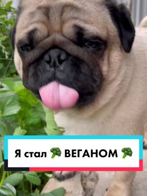 A post by @bruce.fm on TikTok caption: Не ну а чо? 🥦😅 #милыйпитомец #буднипитомца #веган #брюсфм