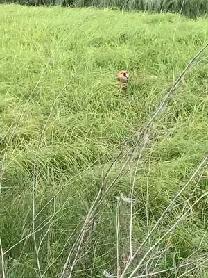 A post by @thegoldengirlkayuh on TikTok caption: That one time i got the zoomies in long grass and … #OhNo #ohnoohnoohno