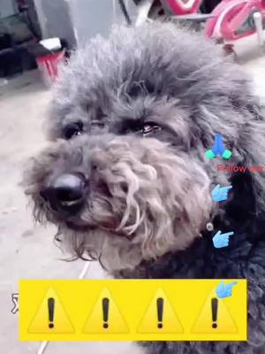 A post by @luckydog595 on TikTok caption: Please be a little more understanding #dog #dogs #petdog #petvlog #pet #foryou #fyp #tiktok