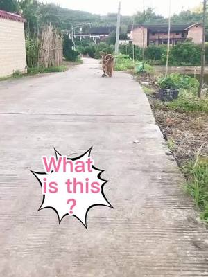 A post by @mygoldenbest on TikTok caption: #smartdog #share #goldenretrieverpup #golden #petsontiktok #funnydog #doglove #foryou