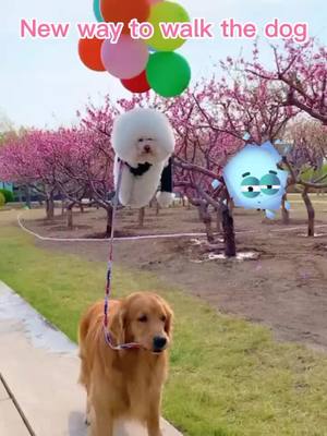 A post by @mygoldenbest on TikTok caption: New way to walk the dog😘#share #golden #doglove #funnydog #petsontiktok #foryou