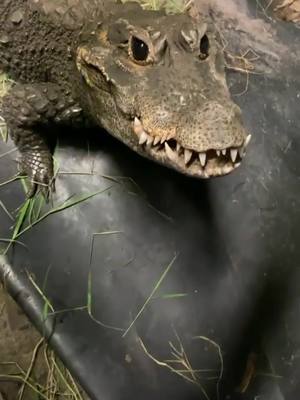 A post by @primitivepredator on TikTok caption: Treats for Douglas ! What breed is this???#croc #crocodile #cute #reptile #babydog #pets #pet #reptile #reptiles #animal #wildlife #sanctuary