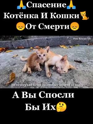 A post by @morfiys_tiktok on TikTok caption: Спасли Котёнка И Его Маму❤️Потдержите Нас Лайком И Подпиской⬆️ #котёнок #кошка #помощь #кот