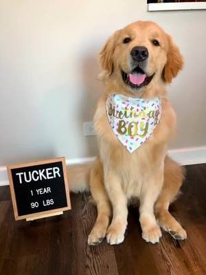 A post by @tiktoktuck4 on TikTok caption: Am big 1 year old as of April 6th. I dream about dis cake every night. #birthday #1year #goldenretriever #goldenretrieverlife #fy #dog #yummy