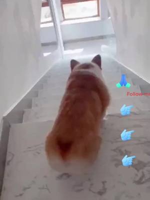 A post by @luckydog595 on TikTok caption: Consider losing weight 🤣#dog #dogs #petdog #pet #tiktokcute #cute #foryou #tiktok #fyp #fly