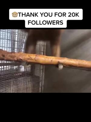 A post by @themonkefanpage on TikTok caption: 🐵THANK YOU FOR 20K FOLLOWERS🐵