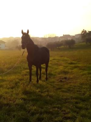 A post by @matteo936 on TikTok caption: #BraunChallenge#neiperte#SempreUnaGioia#viral__challenge#horse#powerAwesome#neipertechallengeviral#vamos😍🙈precioso🙈❤