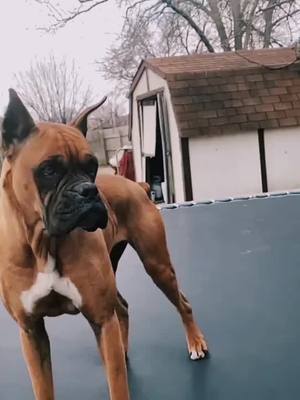 A post by @condesatheboxer on TikTok caption: i keep it 💯% #foryoupage #comment would you ever own a boxer? #viral #iCarlyAffirmation #like #condesa #dc