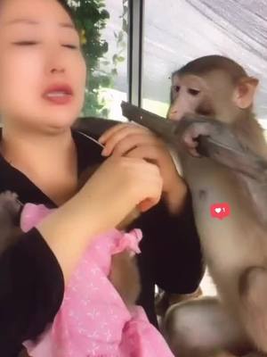 A post by @user5739123524987 on TikTok caption: What are you doing 🤣#monkey #pet #animals #cute #funny