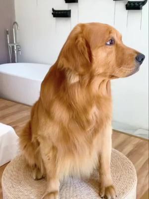 A post by @mygoldenbest on TikTok caption: 😂😂#smartdog #golden #doglove #funnydog #petsontiktok #goldenretrieverpup