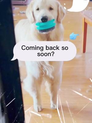 A post by @linmiao77 on TikTok caption: #fyp #dog #funnydog It’s bad to learn from husky