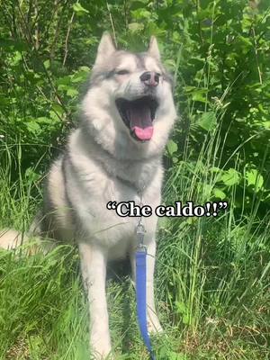 A post by @saraflorian28 on TikTok caption: Che caldo che fa!! #siberianhusky#SempreUnaGioia#husky#huskysiberiano#huskies#mydog#mydogs#dogsoftiktok#dogsvideo#dog#dogs#dogvideo