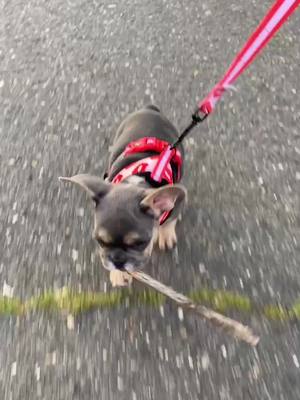 A post by @liloandziathefrenchies on TikTok caption: My little sister Zia. #GotAStick #frenchbulldog #puppytiktok