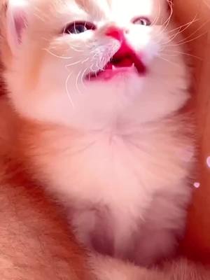 A post by @treasondm2415 on TikTok caption: #foryou #kitty #cute