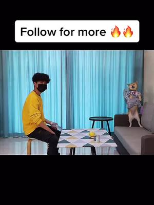 A post by @marconiubi996 on TikTok caption: #dog #foryou #fyp #pet #PetsOfTikTok #foryourpage #cutedog #tiktokdogs #tiktokpet #cutepuppy #doglover #satisfyingvideo