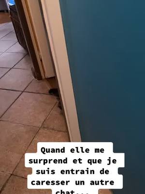 A post by @kenza.dollz on TikTok caption: Elle me surveille h24... #pourtoi #chat #viral #chaton