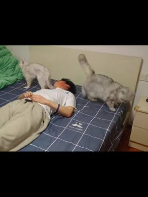 A post by @ffsdf2456 on TikTok caption: My daily life with Nemo. #fouyou #fpy #cat #funnyy