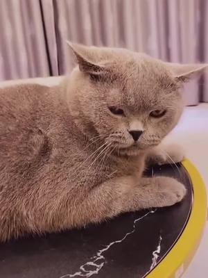 A post by @tangjiayii on TikTok caption: what is this?🤨#foryou #funny #cutecats