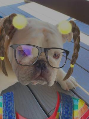 A post by @the_bulldog_griff on TikTok caption: I think I did it again #oopsididitagain #bulldog #puppylove