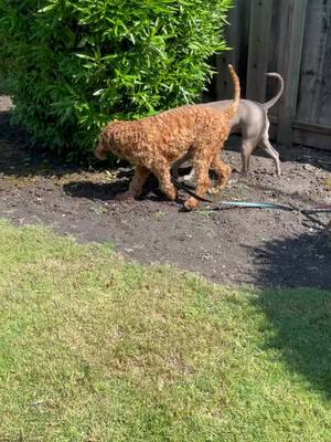 A post by @astrid_the_turd on TikTok caption: Best frans. #pitbullsoftiktok #doggosdoingthings #besties #doggo #dogchallenge #walkwithme