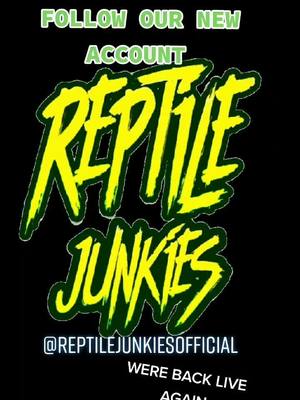 A post by @reptile_junkies on TikTok caption: #reptiles #snakes #snakefeeding @abbieleighraw99 @annemarie8612 @chellsea.love @dj_angel_eyez1 @luna_blue_moon3 @smackey91