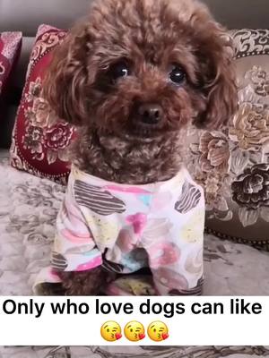 A post by @captaindog77 on TikTok caption: Do u love dogs 💕#dog #foryou #tiktokanimals