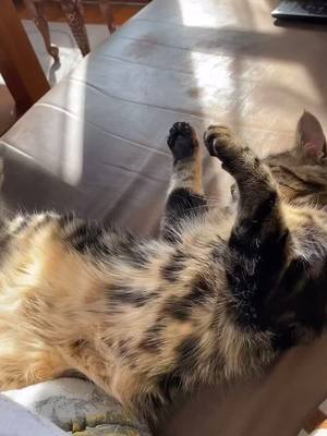 A post by @kenza.dollz on TikTok caption: On se dispute tous le temps😂 #chat #pourtoi #viral