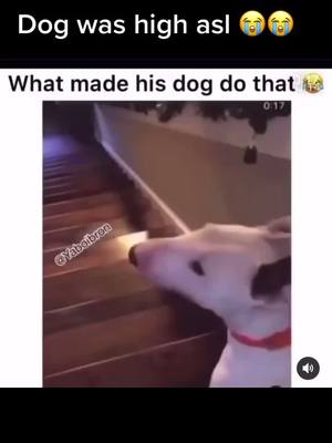 A post by @lotsofguap on TikTok caption: Jumped the whole staircase 😂😂 #foryou #foryoupage #foruyou #fypシ #fyppage #high #dog #viral #TubiTaughtMe