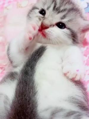 A post by @dhltz948895270 on TikTok caption: #foryou #kitty #cat